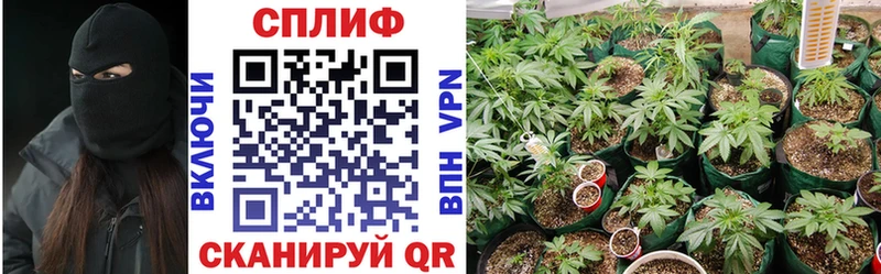Конопля OG Kush  Коммунар 
